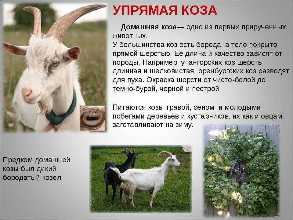 Коза омск