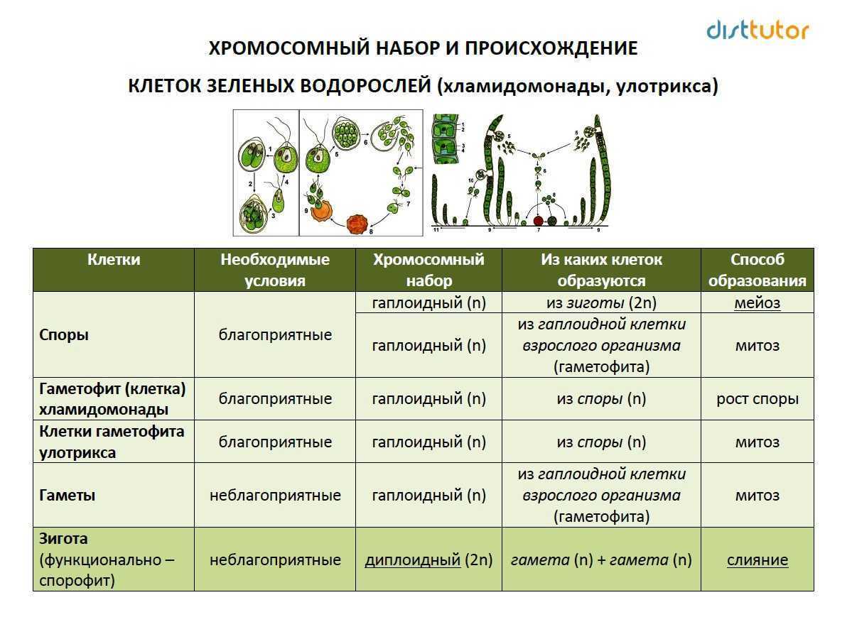 Клетка грибов