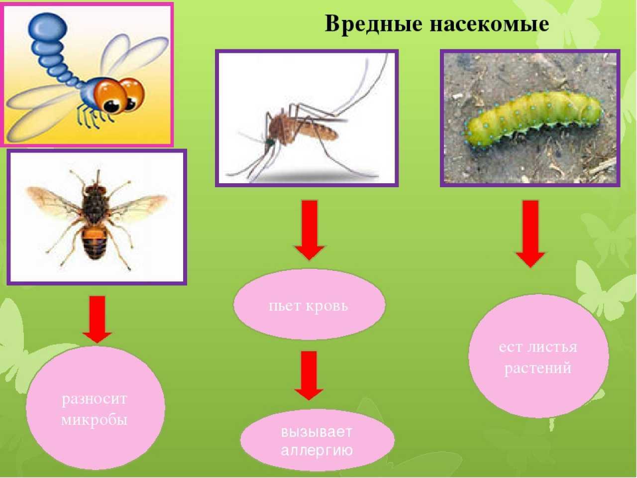 Польза и вред насекомых презентация для детей