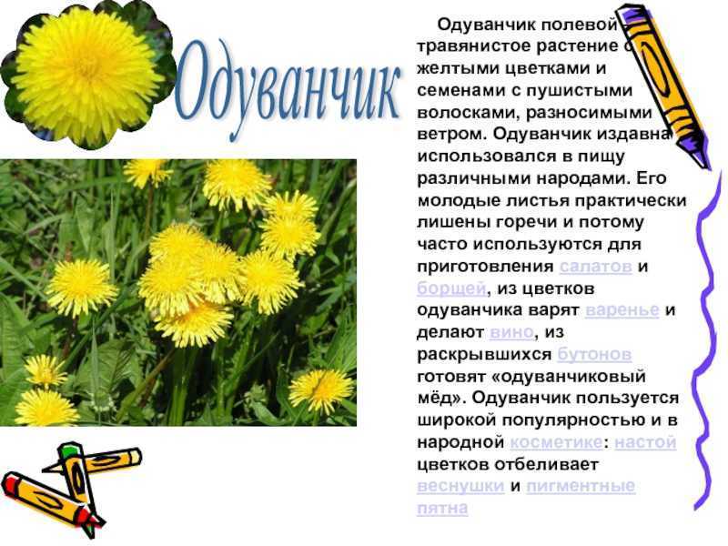 Одуванчик — изысканный сорняк