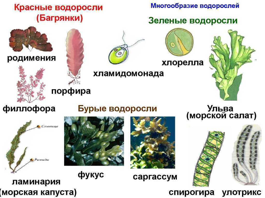 Что общего в строении изображенных на рисунке зеленых водорослей