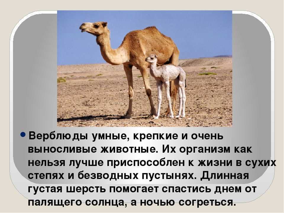 Верблюды в пустыне: чем питаются и сколько живут, одно- и двугорбый верблюды