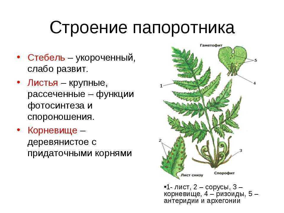 К какому классу относится растение лист которого показан на рисунке 1 папоротниковые двудольные