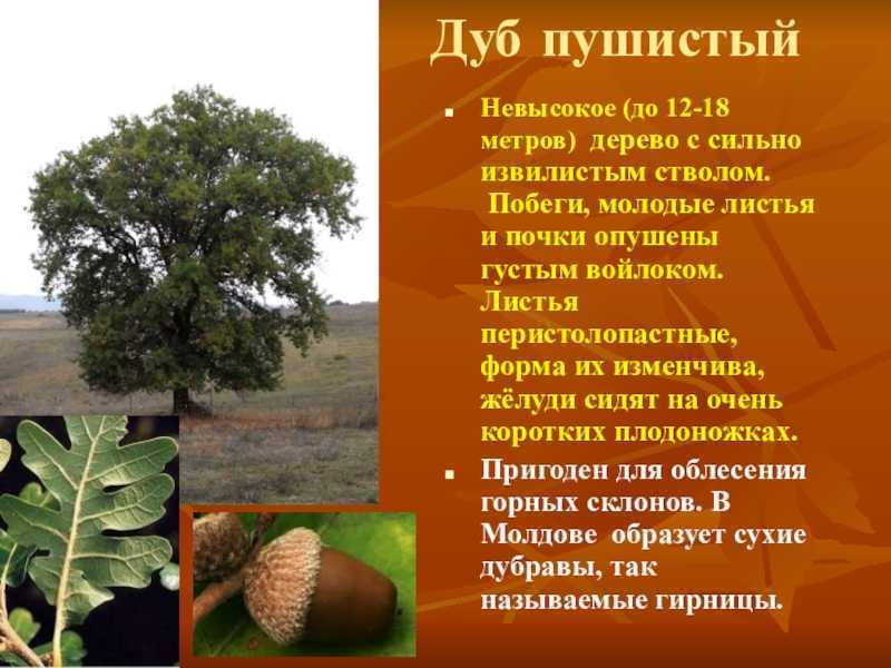 Дуб пушистый: описание, распространение, применение
