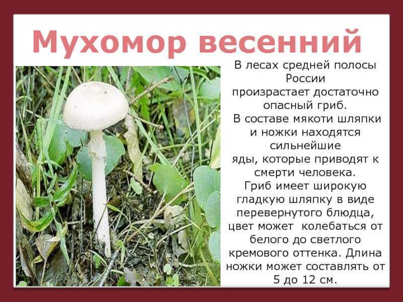 Подготовить сообщение о любых ядовитых грибах. Ядовитые грибы информация о них. Ядовитые грибы описание. Описание ядовитых грибов. Несъедобные грибы описание.