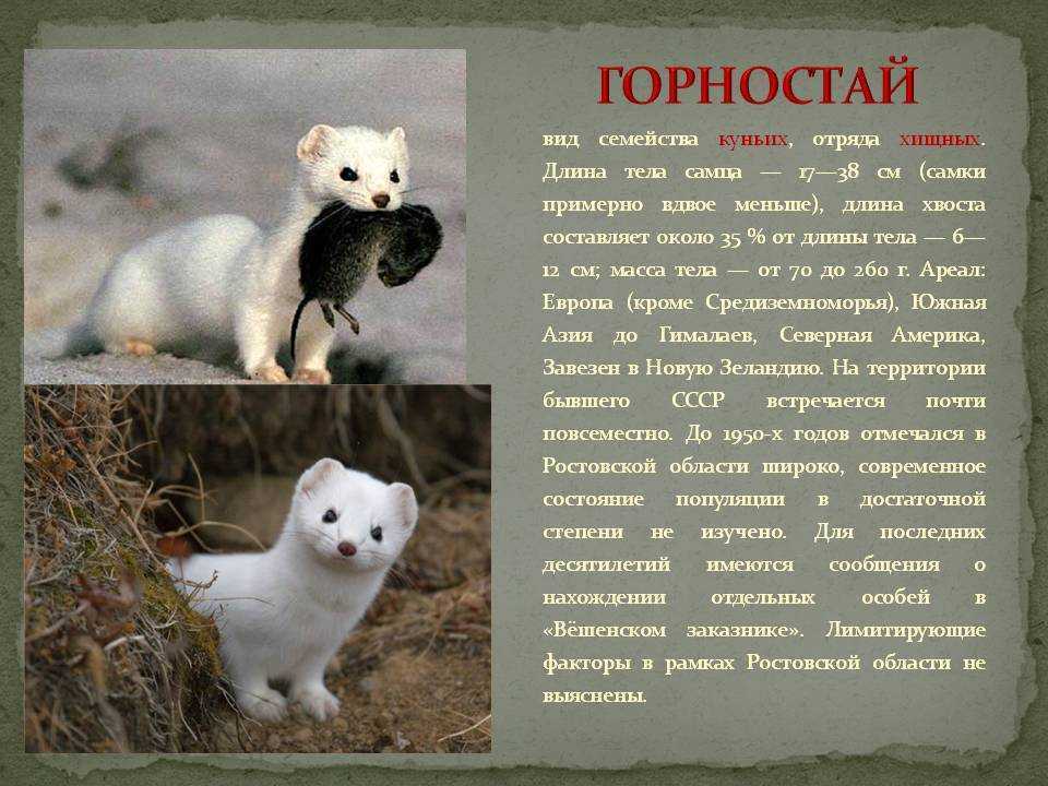Горностай mustela erminea
