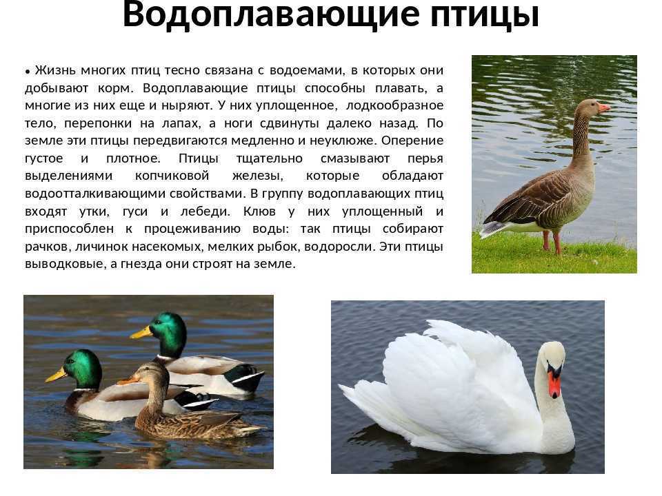 Пеликан птица. образ жизни и среда обитания пеликана