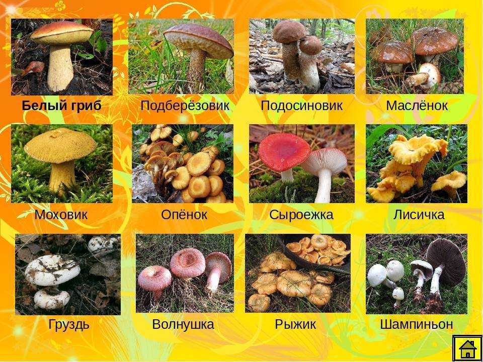 Описание грибов с фото / съедобные грибы, ягоды, травы