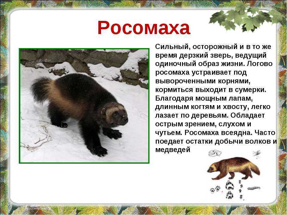 Сообщение о лемминге - описание, питание и среда обитания животного