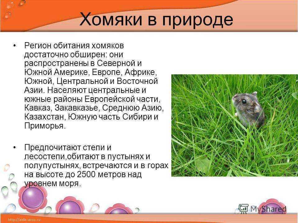 Хомяк: фото, виды и породы, описание, уход и содержание