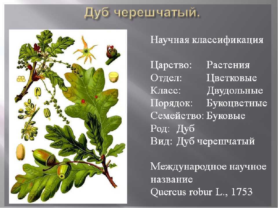 Описание яблоневого сада во время цветения, сочинение