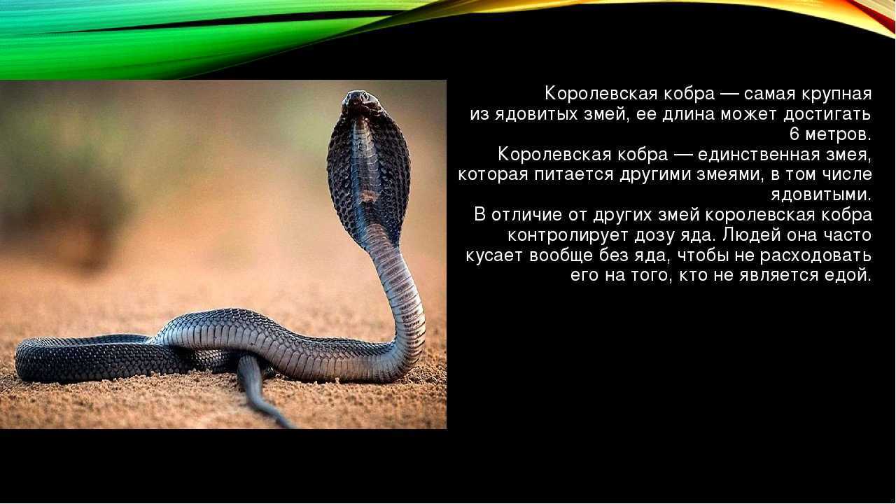 Cobra на русском. Королевская Кобра ядовитые змеи. Яд королевской кобры. Королевская Кобра 6 метров. Ядовитая змея Королевская Кобра.