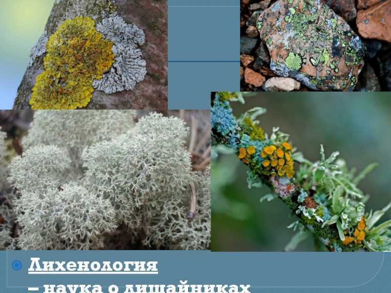 Лишайники виды и названия, особенности строения, значение - tarologiay.ru