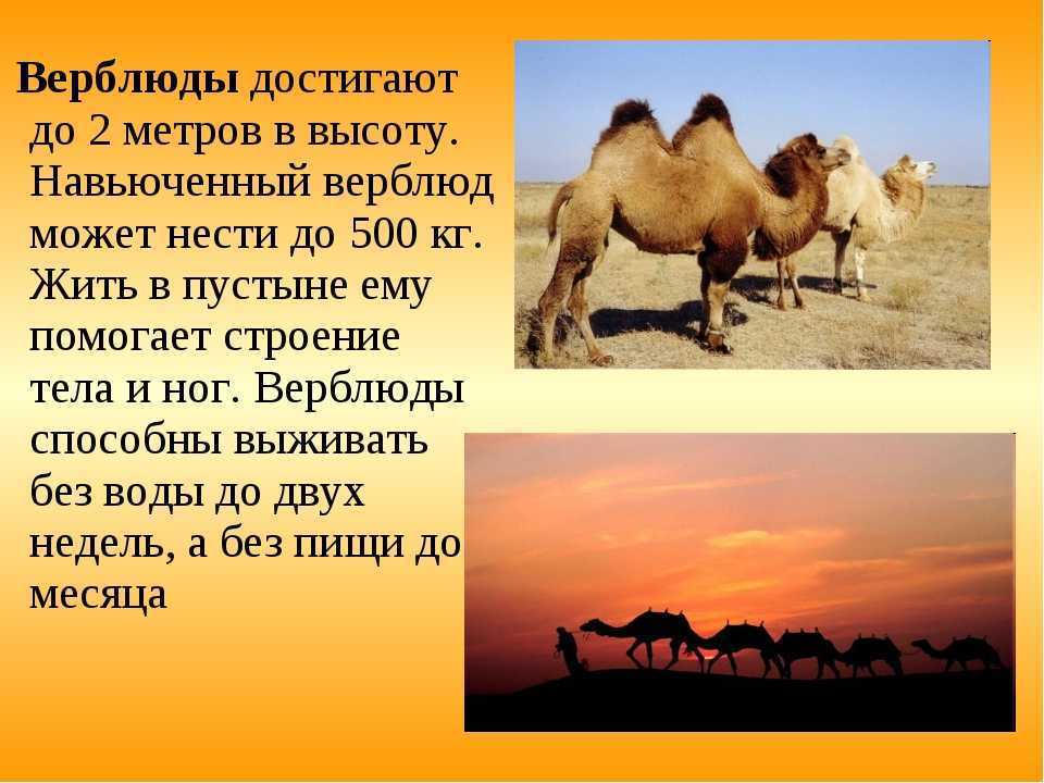 Интересные факты о верблюдах