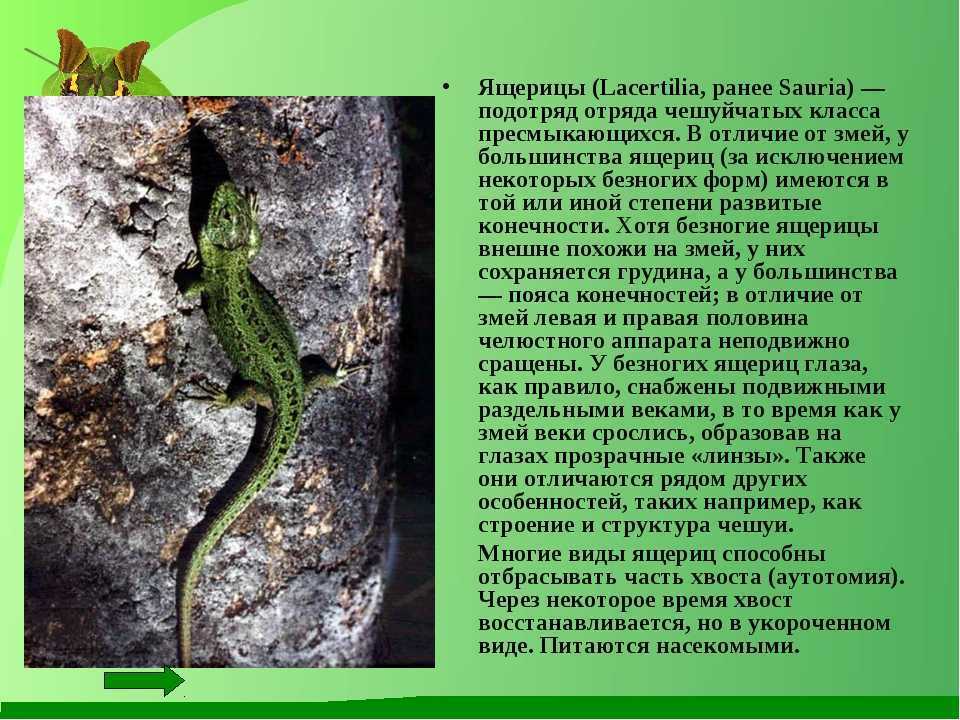 Виды ящериц с названиями, особенностями и фото | живность.ру