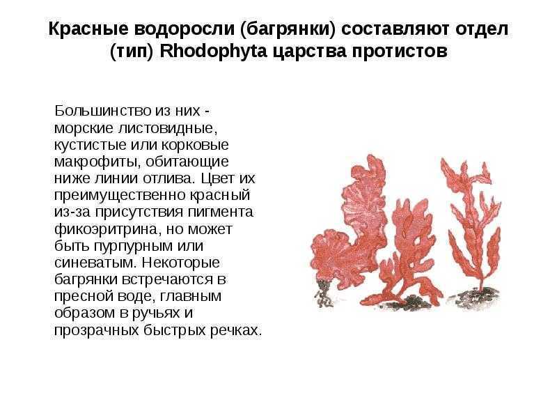 Характеристики красных водорослей, таксономия, размножение, питание / биология | thpanorama - сделайте себя лучше уже сегодня!