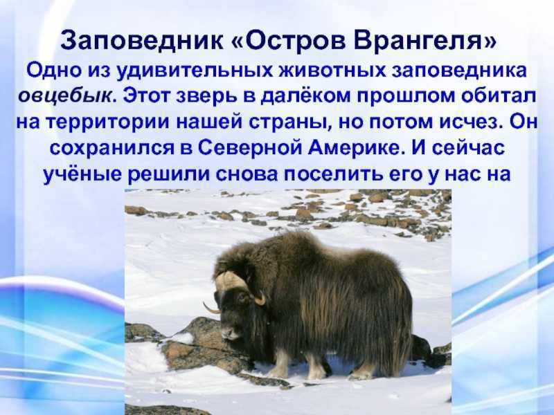 Доклад сообщение остров врангеля (описание для детей)