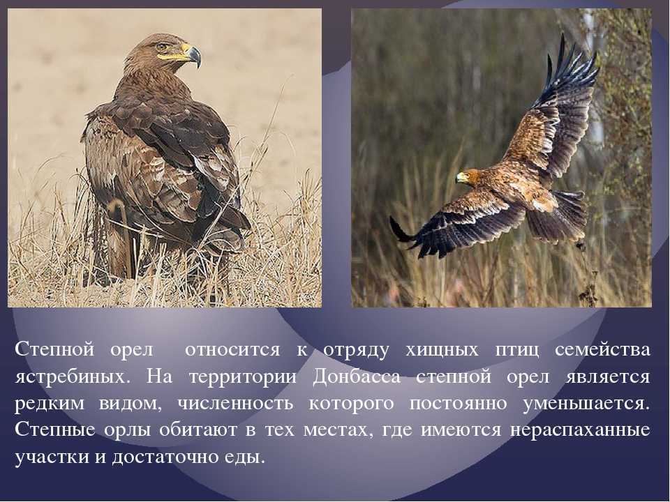 Орёл - как выглядит хищная птица, интересные факты и фото