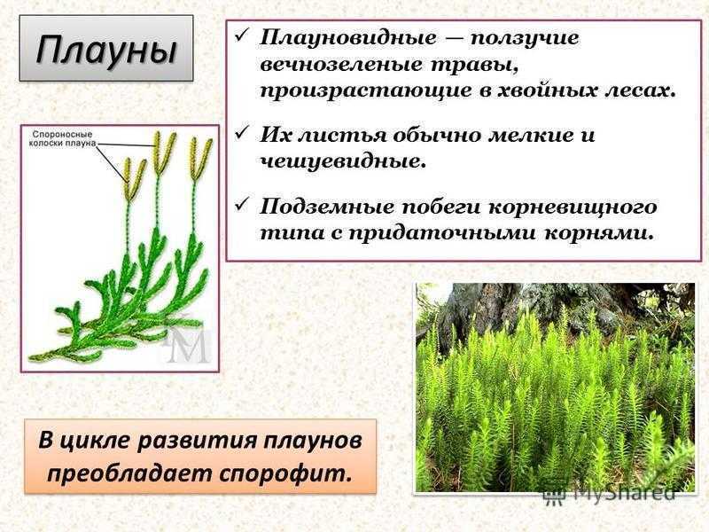 Группа растений плауновидные