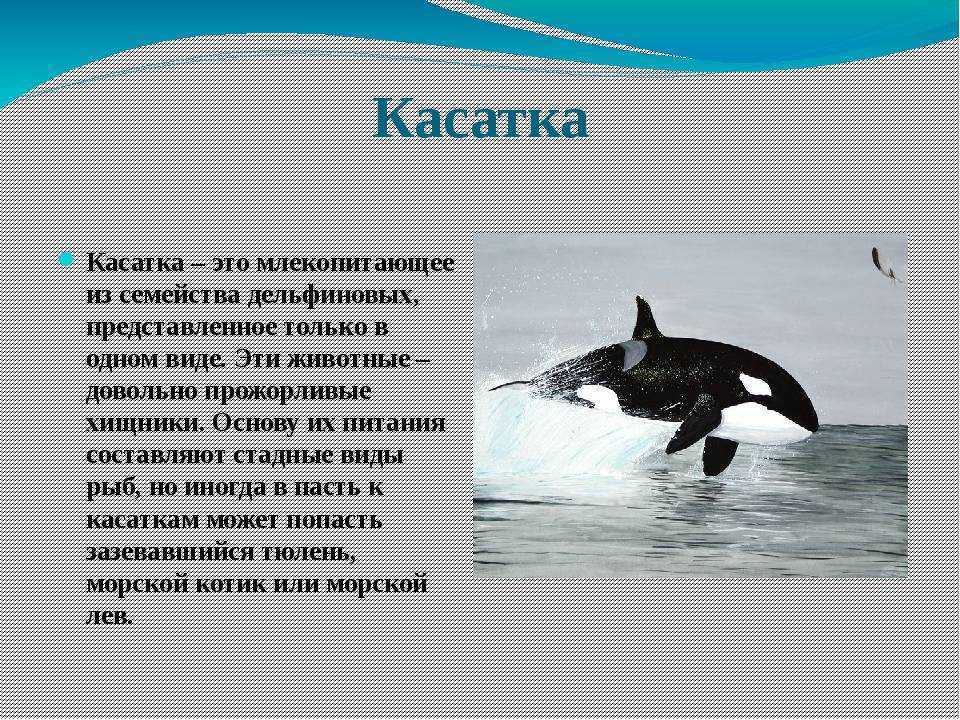 Проект о касатках