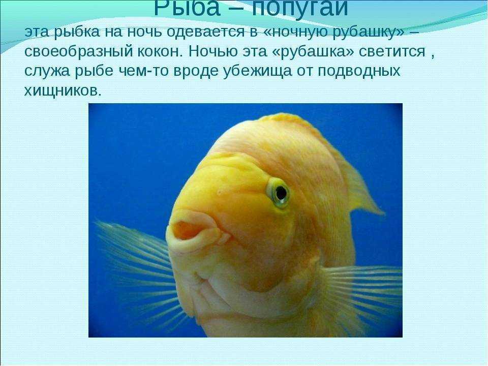 Сообщение про класс рыб. Интересные факты о рыбах. Доклад про рыб. "Рыбы - это интересно". Рыба для презентации.