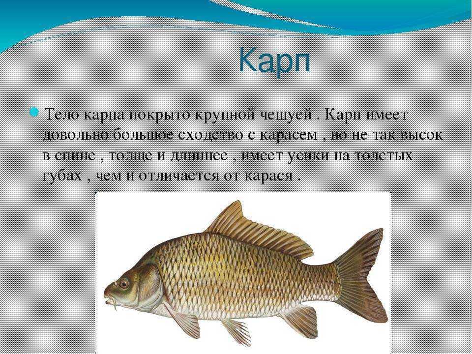 Особенности рыб 2 класс. Доклад про рыб. Сообщение о пресноводных рыбах. Форма тела карпа. Карп описание рыбы для детей.