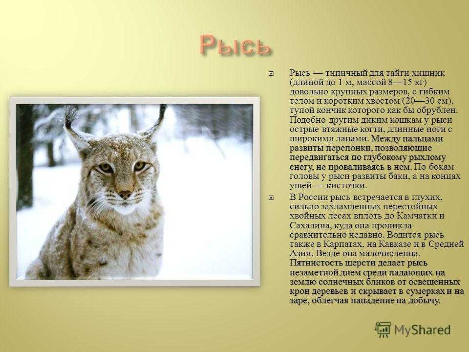 Доклад на тему рысь (из красной книги) сообщение (описание для детей)