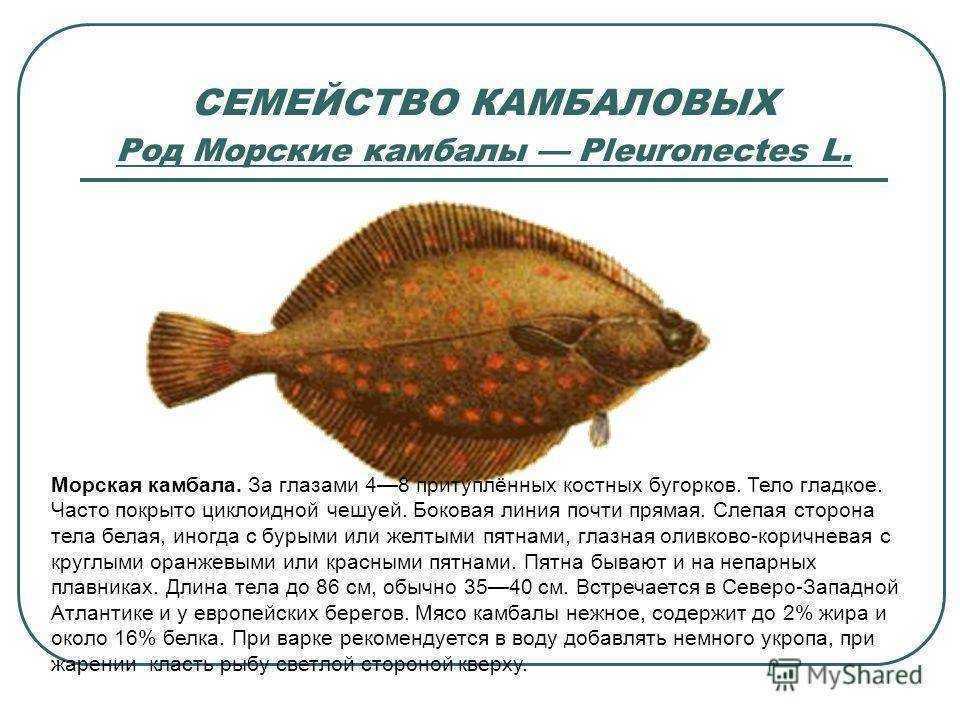 Особенности речной камбалы и описание пресноводной рыбы