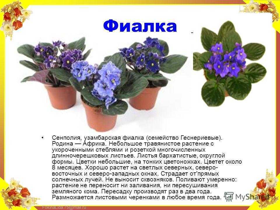 Лесные фиалки | лесная кладовая