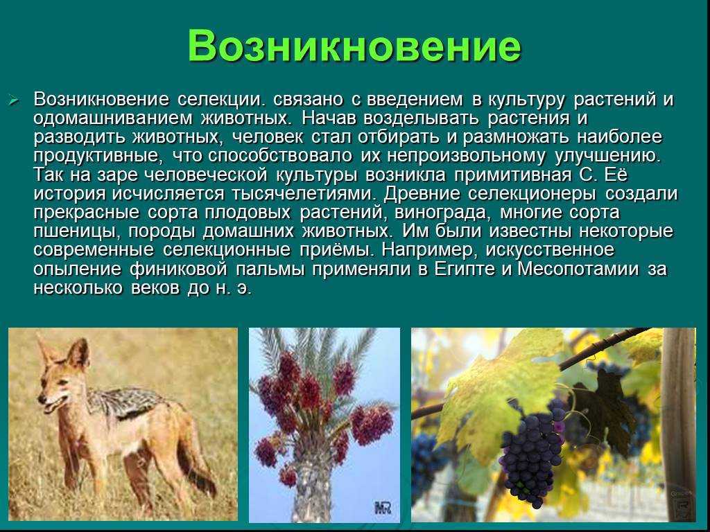 Презентация по окружающему миру растения культурные и дикорастущие (3 класс)  доклад, проект