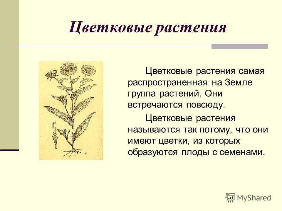 Организм цветкового растения презентация 3 класс гармония