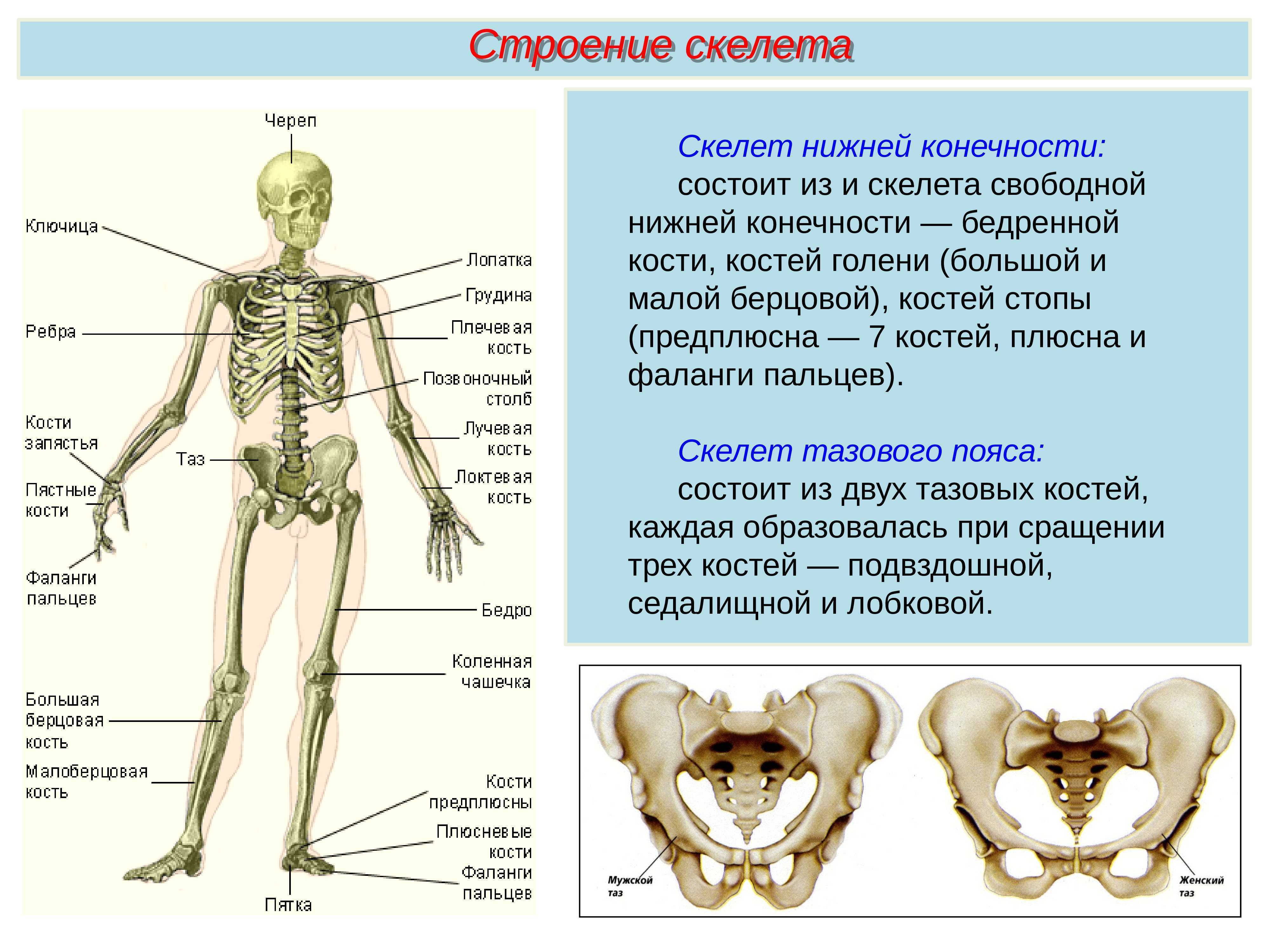 Кости и суставы. строение суставов