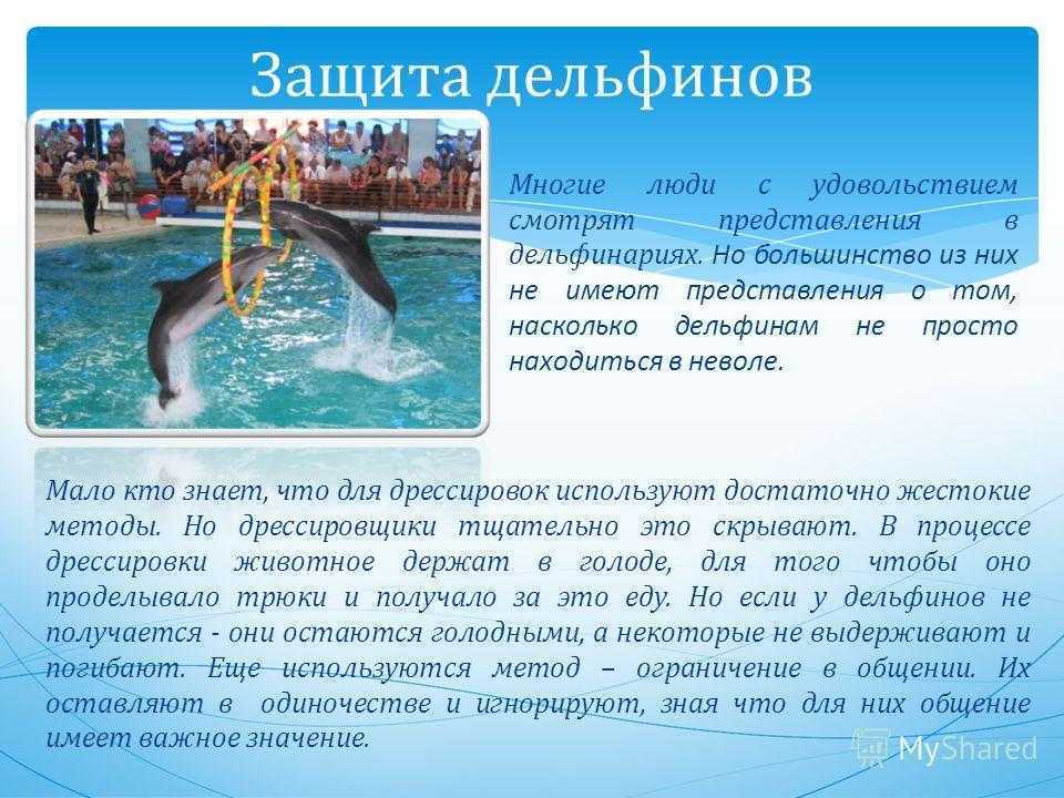 Описание беломордого дельфина из красной книги