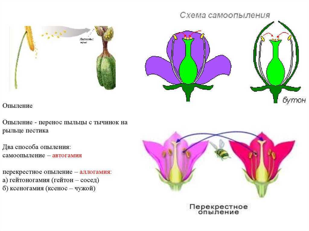 Схема опыления биология 6 класс