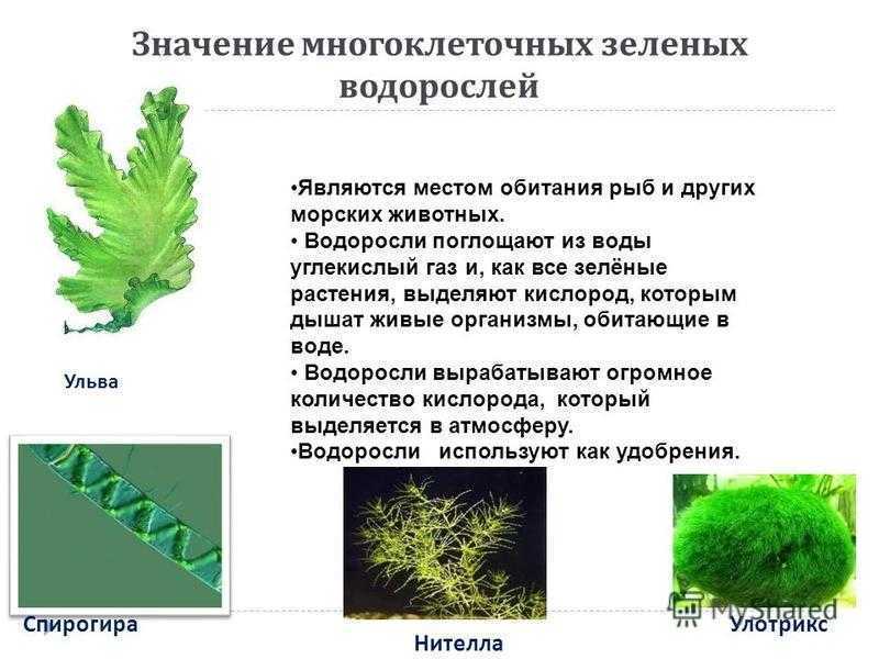 Водоросли общая характеристика презентация