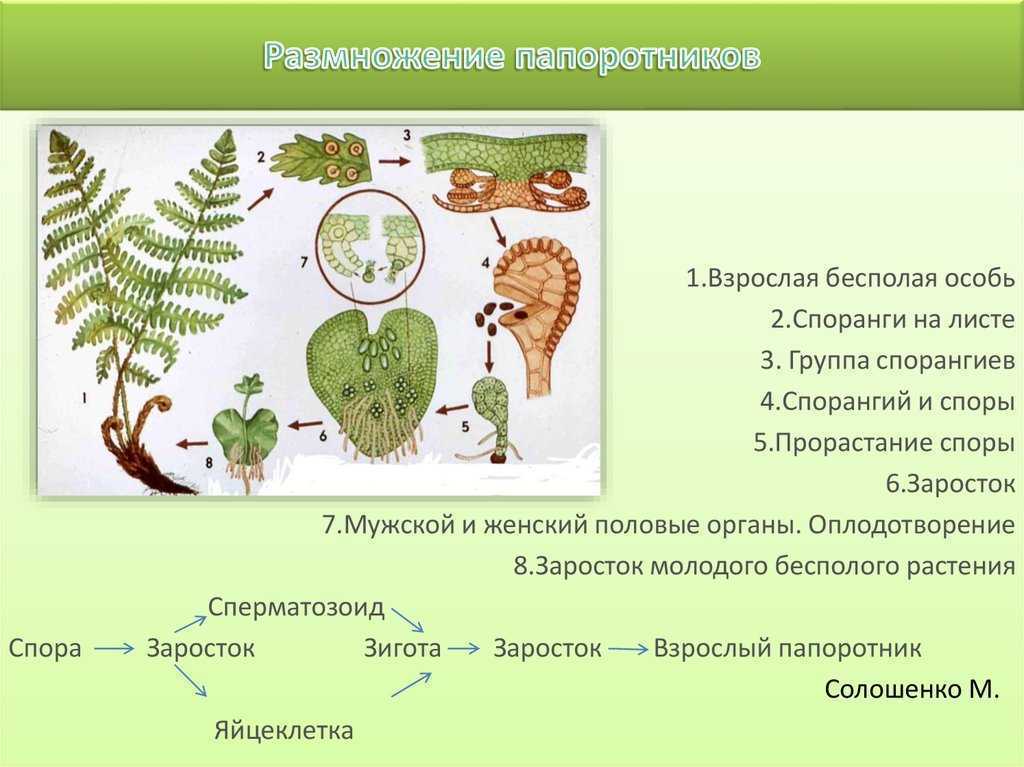 Размножение споровых растений схема