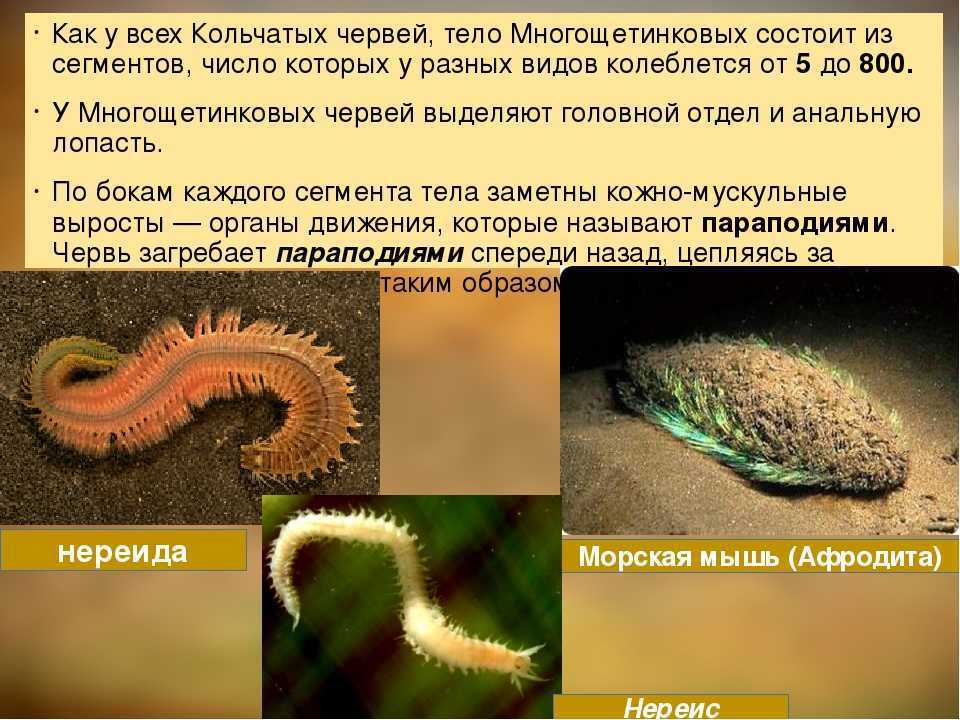 Тип кольчатые черви (annelida). класс малощетинковые черви (oligochaeta)