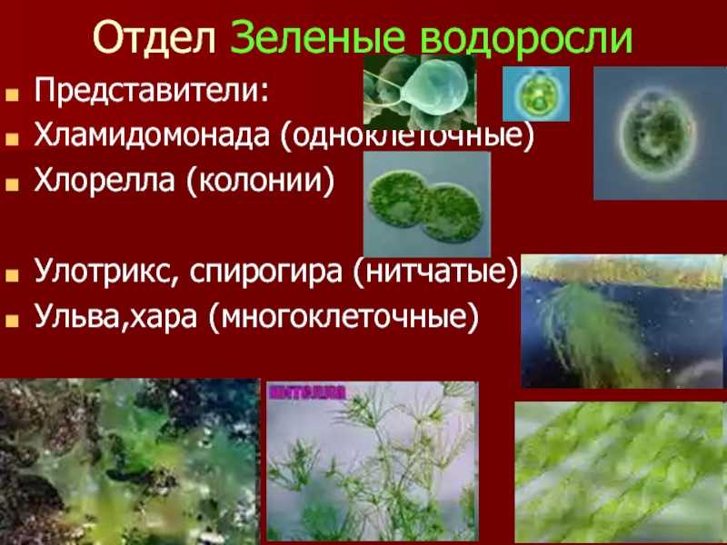 Водоросли: примеры (зеленые, красные, бурые), виды, названия, классификация, какие бывают, фото