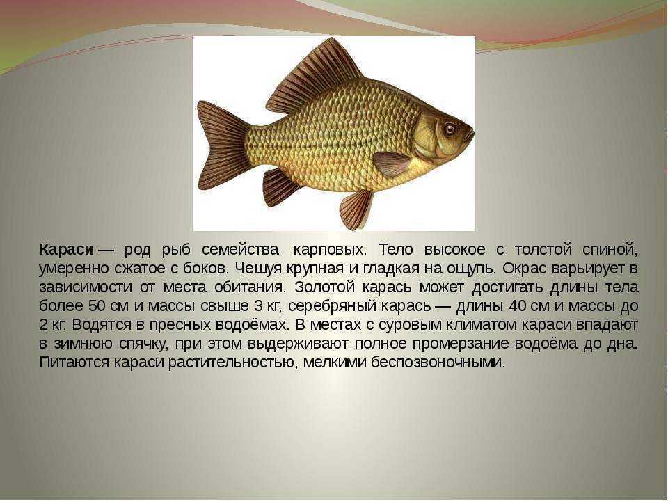 Карась: польза, вред и противопоказания | food and health