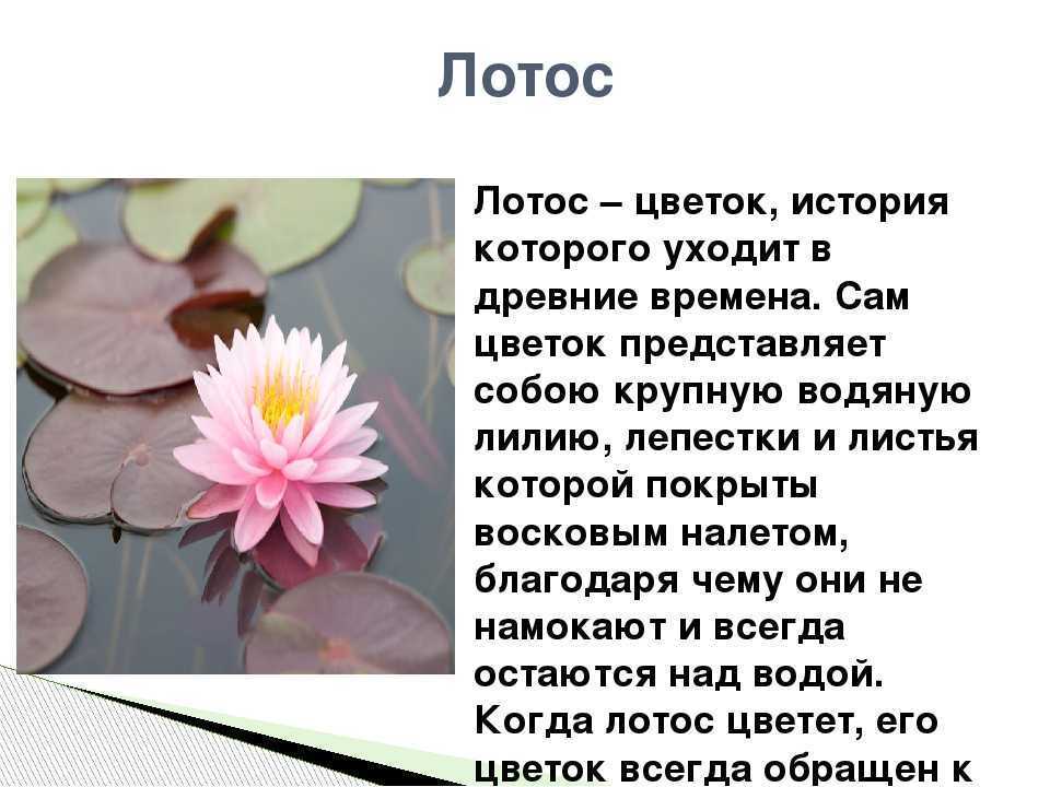 Цветок лотоса: значение белого и красного священного растения, описание, виды, как вырастить дома