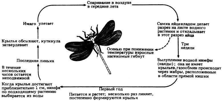 Как размножается стрекоза схема