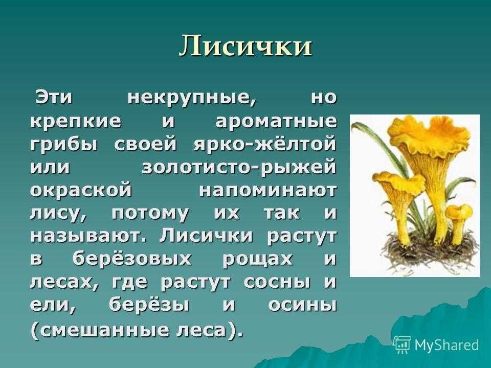 Презентация про лисички