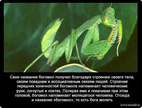 Богомол