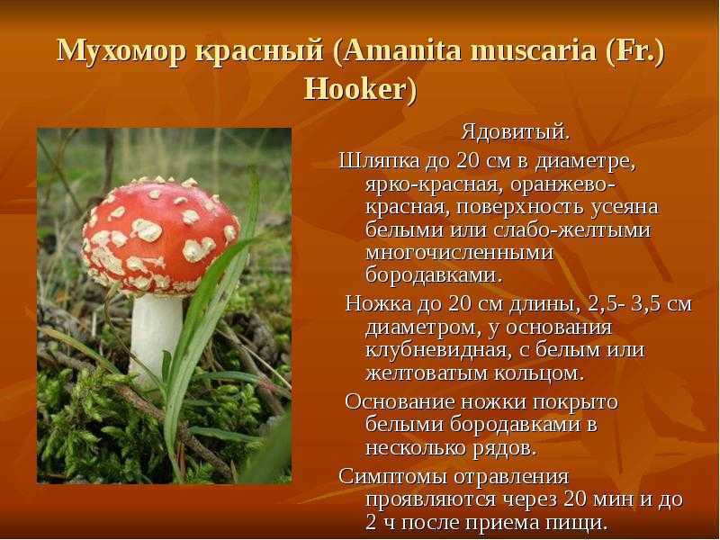 Мухомор – описание, виды, свойства, применение, фото