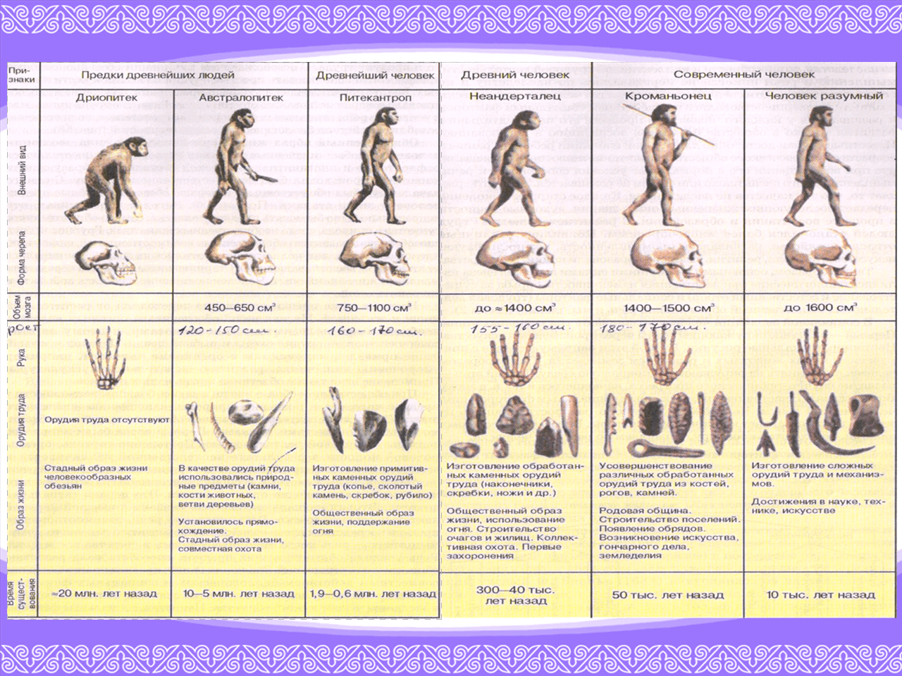 Составить схему основные этапы эволюции человека от дриопитека до человека разумного