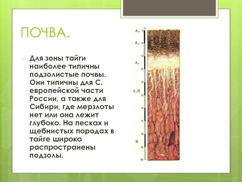 Тайга почва география. Дерново-подзолистые почвы тайги. Подзолистые почвы 8 класс. Природная зона подзолистых почв в России. Где дерново подзолистые почвы природная зона с.