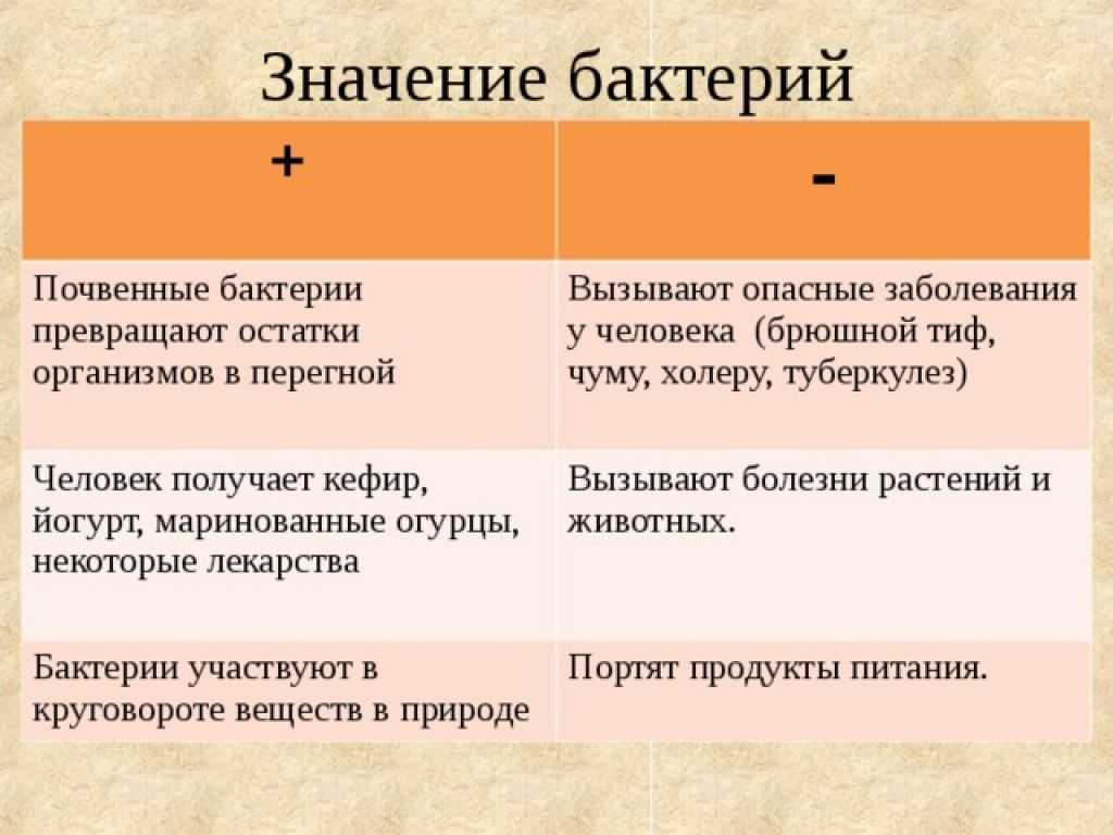 Характеристика бактерий и их роль в природе и жизни человека