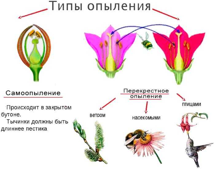 Типы опыления основные особенности, преимущества и недостатки / биология | thpanorama - сделайте себя лучше уже сегодня!