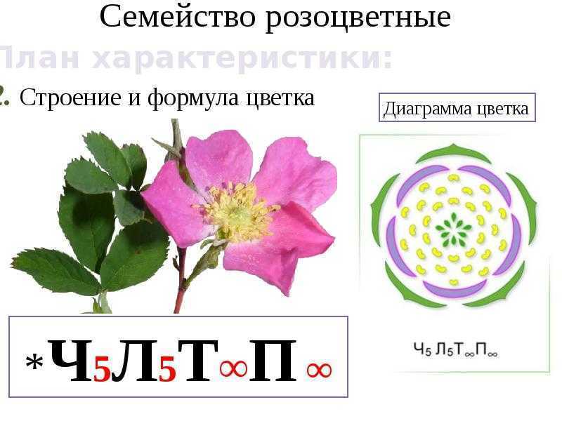 Семейство розоцветные примеры растений