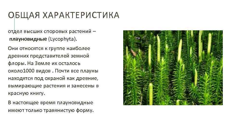 Отдел плаунообразные